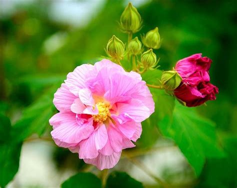 芙蓉養殖|如何栽種和養護芙蓉樹